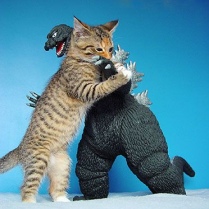 funny-picture-Godzilla-cat-picture-Gen-Kanai