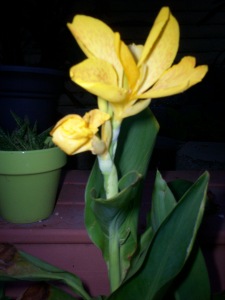 Yellow spotted Canna