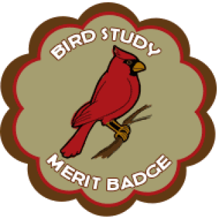 cat-scout-merit-badge-bird-study3